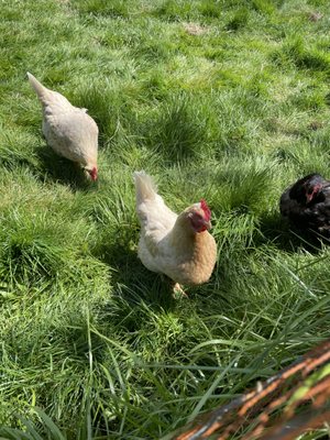 Leaping Lamb Farm by null