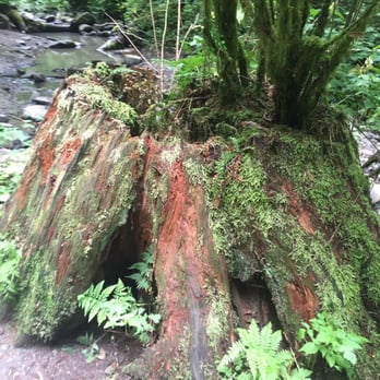 Forest Park - Parks Near Me - Portland, Oregon