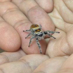 Northwest Seed & Pet - Jumping Spider