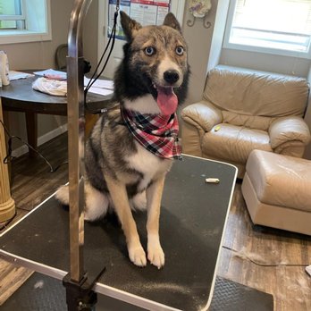 R D Doggie Doos - Arya looking happy! - Pet Groomers Near Me - Mount Vernon, New York