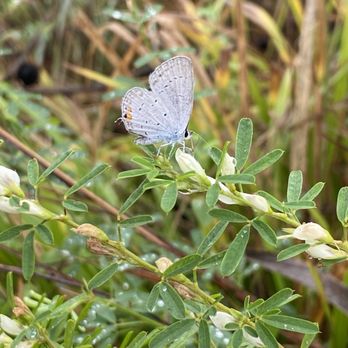 Glenstone - A butterfly we saw on the walk from the Arrival building :) - Art Museums Near Me - Potomac, Maryland