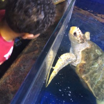 Branson Wild World - Aquariums Near Me - Branson, Missouri Branson Wild World - Aquariums Near Me - Branson, Missouri
