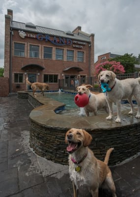 the grand pet resort