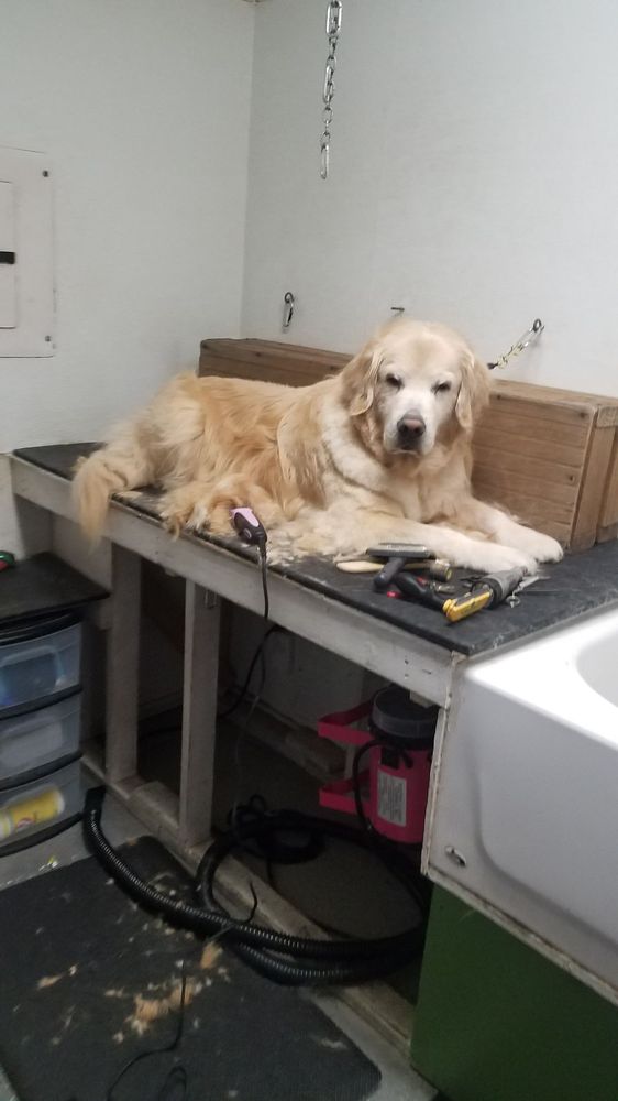 SOGGIE DOGGIE AND SELFWASH 13 Photos 10055 Wolf Rd, Grass Valley