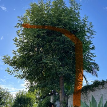 Gavino Tree Service - This before. - Tree Services Near Me