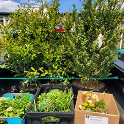 Hanover Vegetable Farm - What we bought