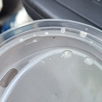 Starbucks - bug in lid of cup - Coffee & Tea Near Me - Virginia Beach, Virginia Starbucks - bug in lid of cup - Coffee & Tea Near Me - Virginia Beach, Virginia
