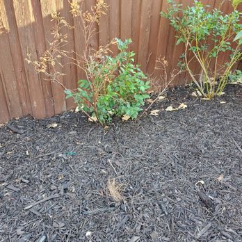 McCabe's Landscape Construction - Dead/struggling plants. Berry bushes with drop Irrigation - Landscaping Near Me - Murrieta, California