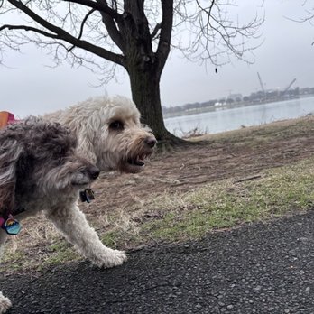 DC Dog Sitter - Dog Walkers Near Me - Washington, DC, District of Columbia