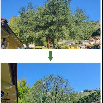 Gavino Tree Services - Tree trimming services improving safety and appearance Clean and precise tree trimming by our team - Tree Services Near Me - Monrovia, California Gavino Tree Services - Tree trimming services improving safety and appearance Clean and precise tree trimming by our team - Tree Services Near Me - Monrovia, California