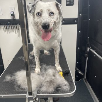 The Groomer - Whew! - Pet Groomers Near Me The Groomer - Whew! - Pet Groomers Near Me