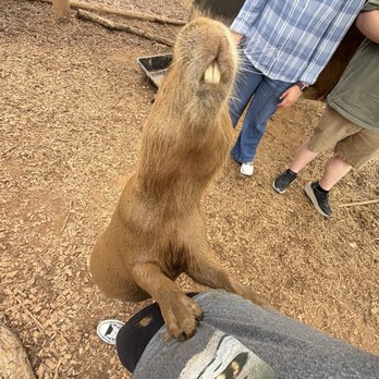 Darby Acres Farm - Capybara - Zoos Near Me - Charlotte, North Carolina Darby Acres Farm - Capybara - Zoos Near Me - Charlotte, North Carolina