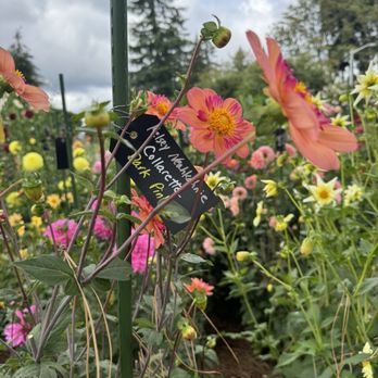 Bellevue Botanical Garden - Dahlias! - Botanical Gardens Near Me - Bellevue, Washington