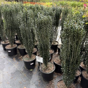 Accent Nursery & Landscaping - Nurseries & Gardening Near Me - Douglasville, Georgia Accent Nursery & Landscaping - Nurseries & Gardening Near Me - Douglasville, Georgia