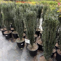 Accent Nursery & Landscaping
