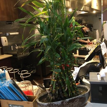 T-Swirl Crêpe - Lucky bamboo- we are in Chinatown - Desserts Near Me - Philadelphia, Pennsylvania T-Swirl Crêpe - Lucky bamboo- we are in Chinatown - Desserts Near Me - Philadelphia, Pennsylvania