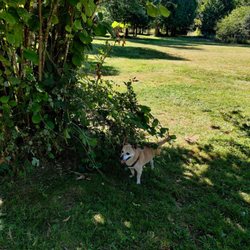 Checking out the dog park!