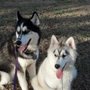 Watchdog Pet Sitting Services & More