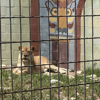 Austin Zoo - Lioness - Zoos Near Me - Austin, Texas