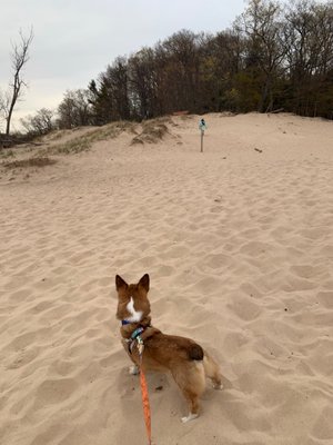 P. J. Hoffmaster State Park by null