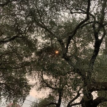 SingleThread Restaurant & Inn - Huge oak tree sheltering the area with a blood red sun setting in the smoky haze - New American Near Me - Healdsburg, California