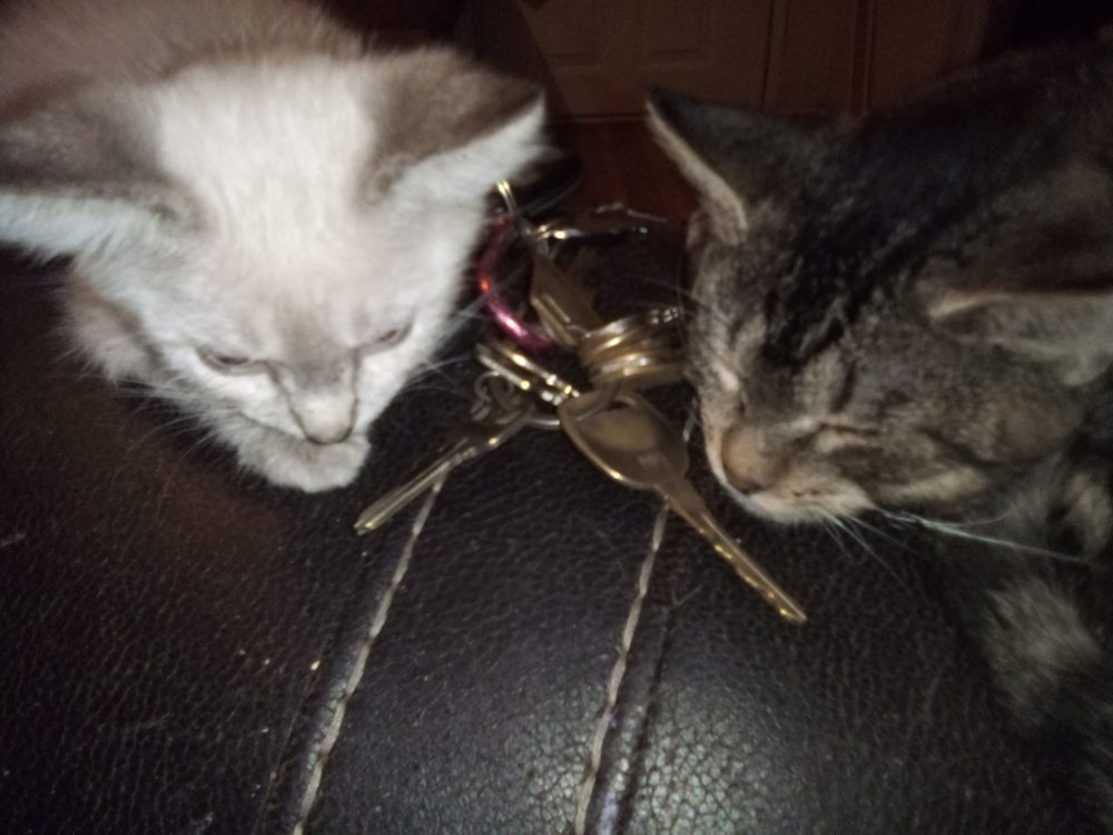 VETERINARY EMERGENCY CLINIC Updated August 2024 16 Photos & 38