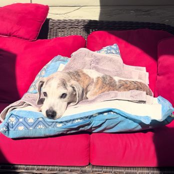 A Pet's Farewell - Veterinarians Near Me A Pet's Farewell - Veterinarians Near Me