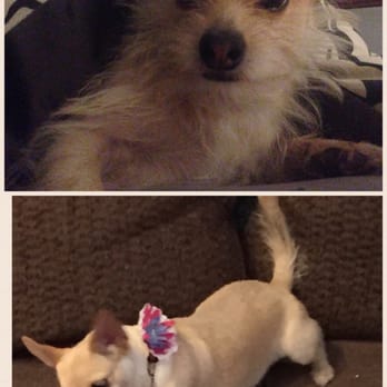 Calling All Paws - Before/After - Pet Groomers Near Me - Hesperia, California