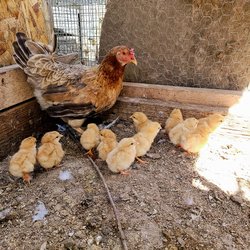 Ross's Spring Creek Farm - That's where she had run off to. A nest... With eggs... that had chick in them ... and now WE have chicks... Everywhere.