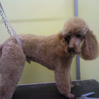 Glamour Pooch - rusty - Pet Groomers Near Me - Edinburgh, EDH