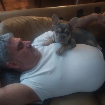North Shore Frenchies - Pet Breeders Near Me North Shore Frenchies - Pet Breeders Near Me