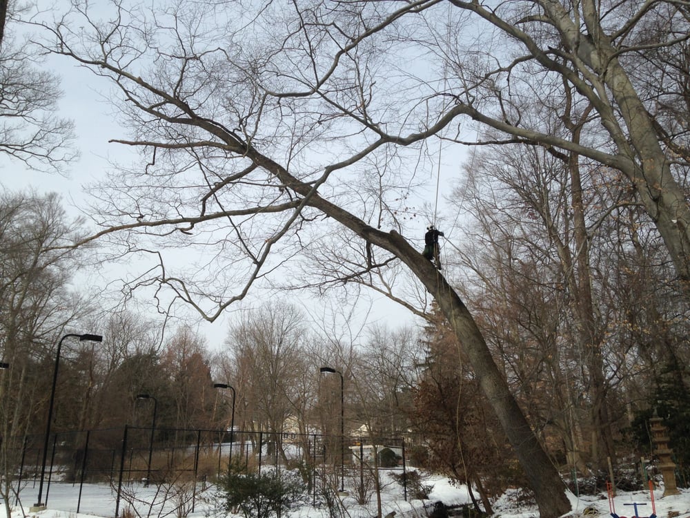 Grace Tree Company - tree service in Philadelphia, PA