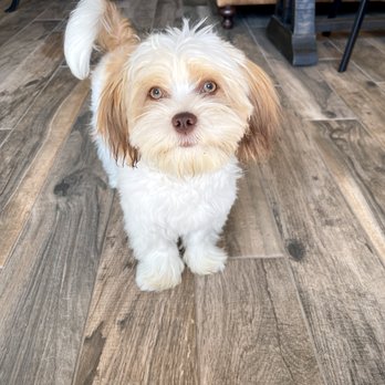 D Overton Kennel - Pet Boarding Near Me D Overton Kennel - Pet Boarding Near Me