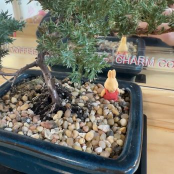 Charm Coffee - Cafes Near Me - San Francisco, California Charm Coffee - Cafes Near Me - San Francisco, California