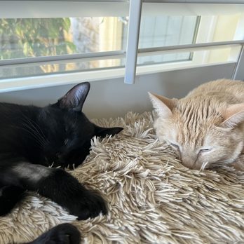Kitten Rescue - Double trouble - Animal Shelters Near Me - Los Angeles, California Kitten Rescue - Double trouble - Animal Shelters Near Me - Los Angeles, California