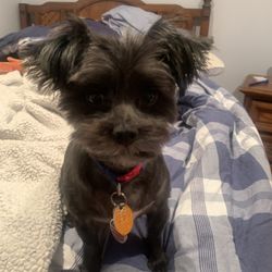 All About Paws DMV - My Boy