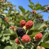 Sun Strawberry gift card