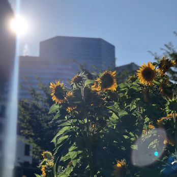 Romare Bearden Park - Sunflowers in the garden - Parks Near Me - Charlotte, North Carolina Romare Bearden Park - Sunflowers in the garden - Parks Near Me - Charlotte, North Carolina