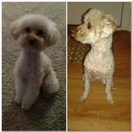 The photo on the left is what I asked for, the picture on the right is what they did. The photo on the left is what I asked for, the picture on the right is what they did.
