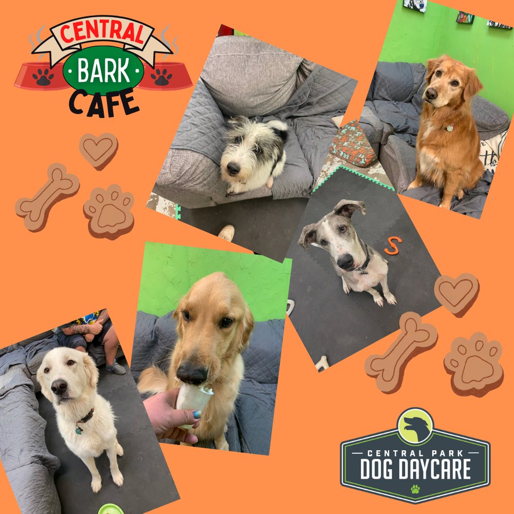 Central Park Dog Day Care - pet boarding facility in Oklahoma City, OK