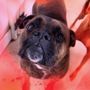 Photo of Simi Valley Pet Resort