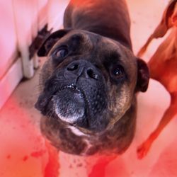 Simi Valley Pet Resort - Sadie at daycare