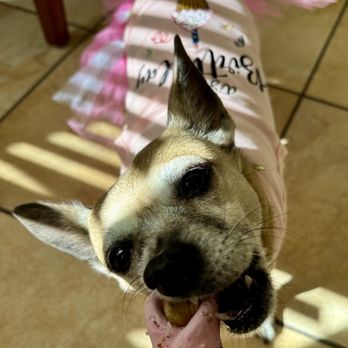 Mugsy’s Pet Supply & Barkery - She loved her cannoli!! And the birthday shirt.....so cute. - Pet Stores Near Me - Vallejo, California Mugsy’s Pet Supply & Barkery - She loved her cannoli!! And the birthday shirt.....so cute. - Pet Stores Near Me - Vallejo, California