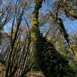 Coal Creek Falls Trail - I live the ferns in the trunk.