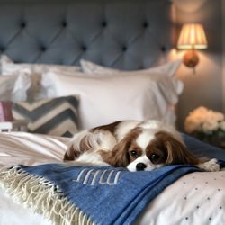 Biscuit Home