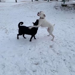 Treecourt Unleashed Dog Adventure Park - My pups playing at the park