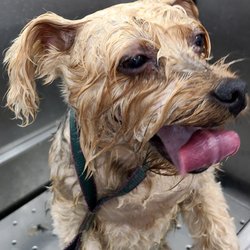 Joco Barking Club - Tinkerbell enjoying her mobile grooming!