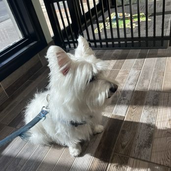 Green Dog Wash - Longer, usual cut. - Pet Groomers Near Me - Tampa, Florida
