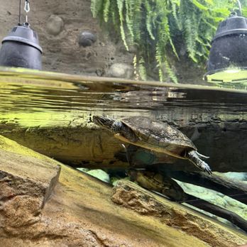 Oregon Zoo - Zoos Near Me - Portland, Oregon Oregon Zoo - Zoos Near Me - Portland, Oregon