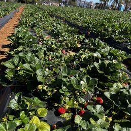 There were rows and rows of beautiful strawberry plants full of ripe yummy berries!!